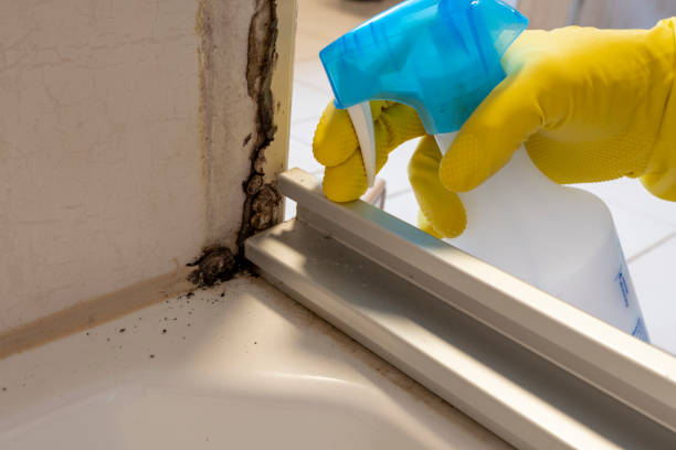 Best Forensic Mold Investigation  in St Peter, WI